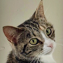 Callie