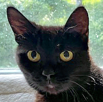 Phoebe