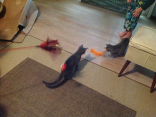 Thunder and Althea enjoy some play time with Troy and Fritz Thunder & Althea